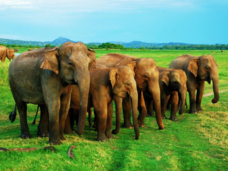 Habarana - airporttransferssrilanka